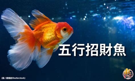 什麼魚招財|新手必看：5種易養魚種